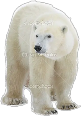 Transparent Background Problem In Polar Bear Clear Background Png Bear Transparent