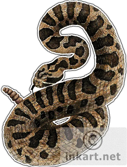 Download Eastern Massasauga Rattlesnake Decal Eastern Eastern Massasauga Rattlesnake Art Png Rattlesnake Png