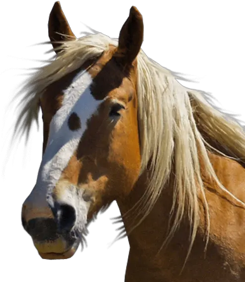 Horse Face Png Picture Horse Head Front View Horse Head Png