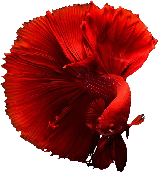 Develop Betta Fish 4k Full Size Png Download Seekpng Betta Fish 4k Png