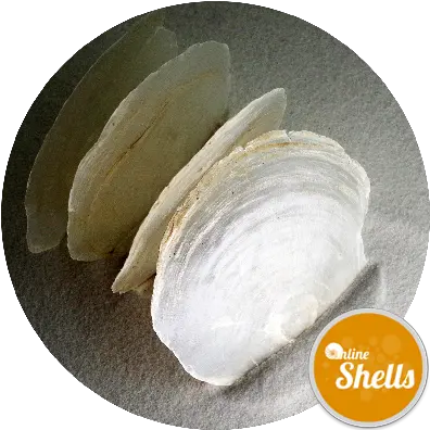 Capiz Shells 10cm Online Shells Buy Sea Shells Baltic Clam Png Seashell Transparent