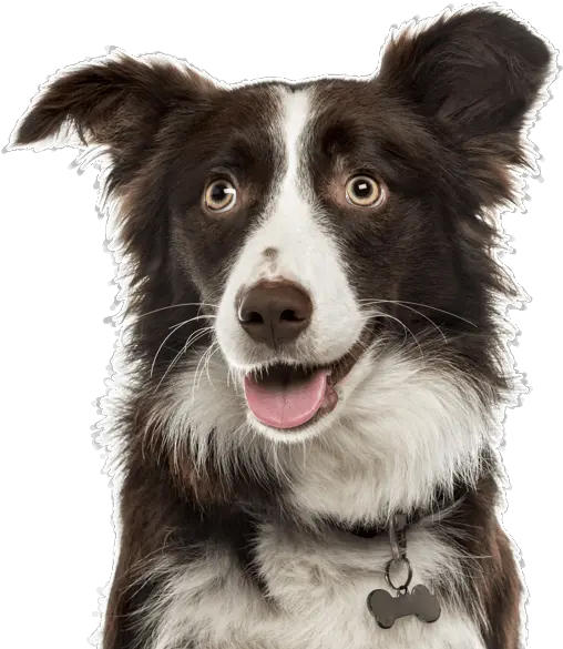 Border Collie Png Picture Border Collie Rottweiler Mix Border Collie Png