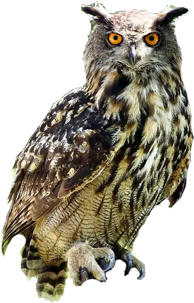 Download Owl Png Free Free Transparent Png Images Owl Png Owl Transparent