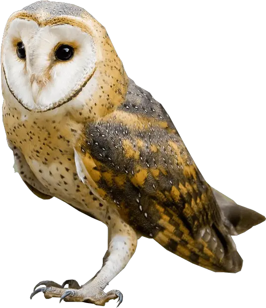 Barn Owl No Background Image Barn Owl No Background Png Owl Transparent Background