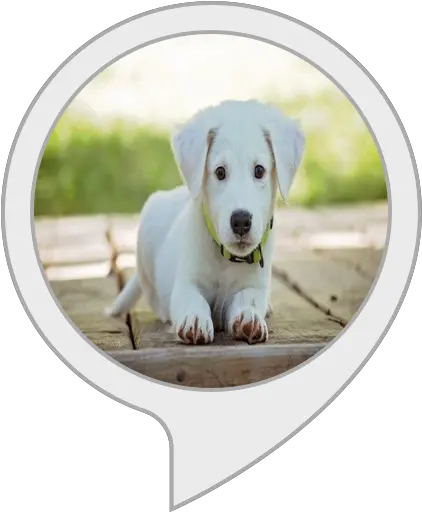 Amazoncom Dog Squeaky Toy Alexa Skills Png Icon