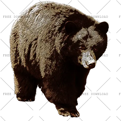 Bear Png Image With Transparent Background Photo 316 American Black Bear Png Grizzly Bear Png