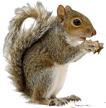 Squirrel High Quality Png Transparent Background Squirrels Png Squirrel Transparent Background