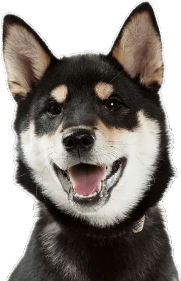 Shiba Inu Puppies For Sale Shiba Inu Black And Tan Png Shiba Inu Png