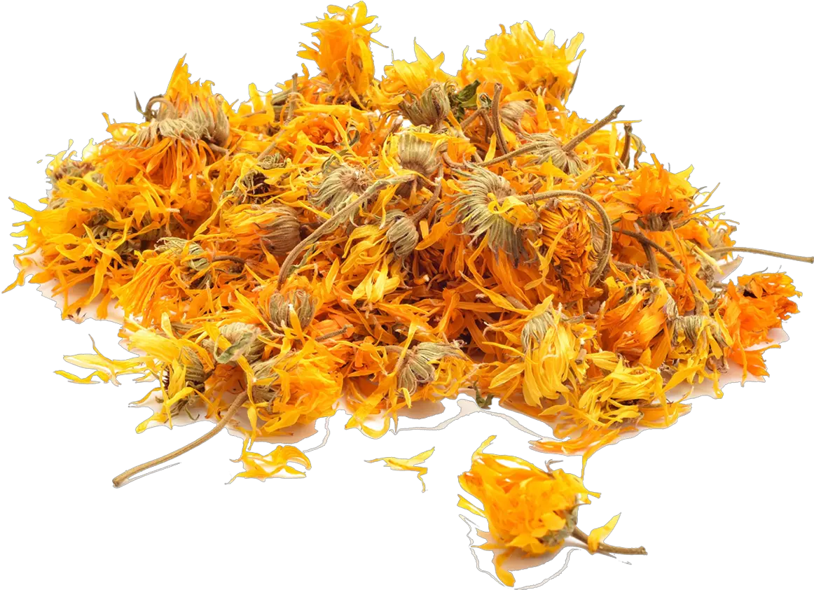 Dried Marigold Calendula Dried Png Marigold Transparent