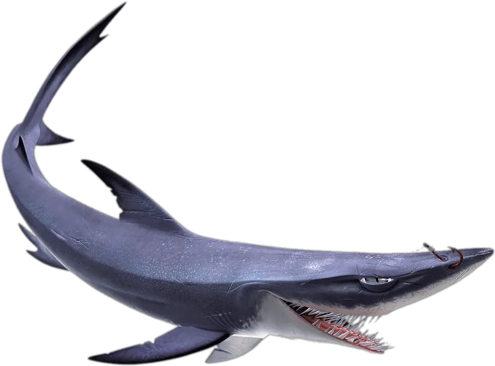 Check Out This Transparent Finding Nemo Chum The Shark Png Image