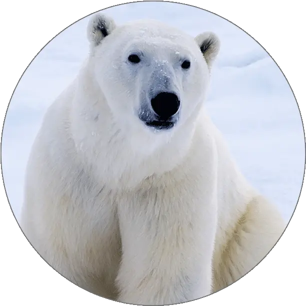 Animals Polar Bear Cutout Png Ice Bear Icon