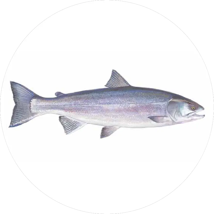 Organ Distribution Unos Language Png Wait List Icon