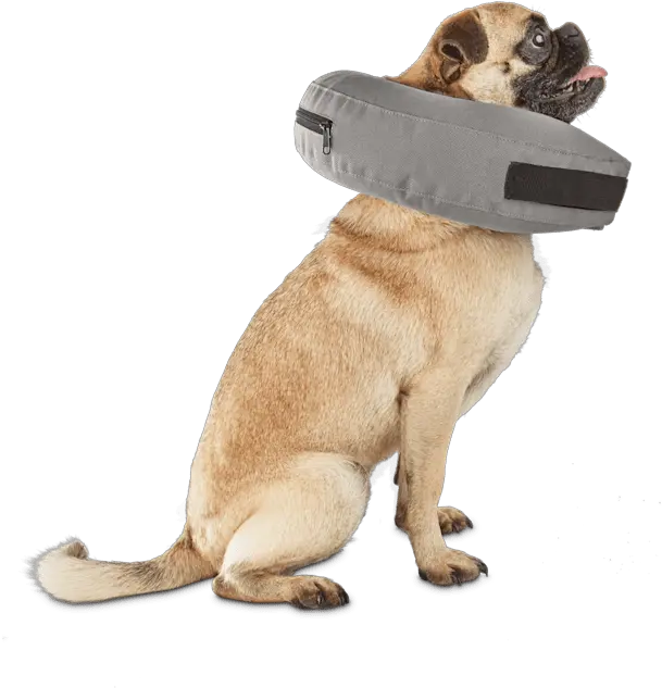 Inflatable Collar For Dogs And Cats Inflatable Dog Collar Png Platinum Cats Vs Dogs Icon