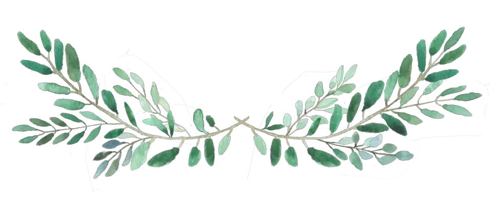 Download Free Youtube Video Instagram Transparent Image Leaf Accent Png Insta Icon