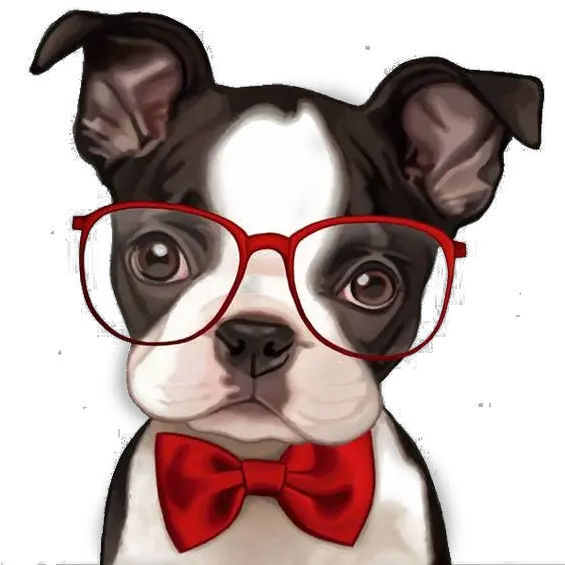 Bulldog Boston Pug French Bichon Frise Terrier Clipart Cute Cartoon Boston Terrier Png Boston Terrier Png