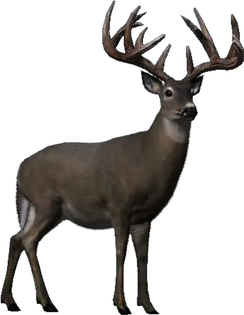 Whitetail Deer Big Buck Hunter Wiki Fandom Whitetail Deer Big Buck Hunter Png Deer Png