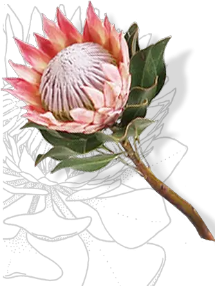 National Symbols The Presidency Emblem South African Protea Png National Icon