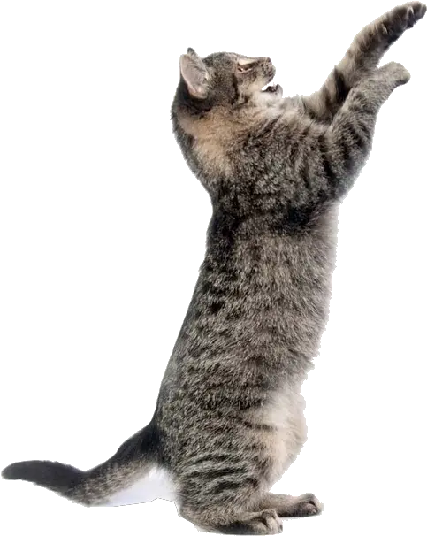 Png Image With Transparent Background Transparent Background Cats Png Cat Png Image