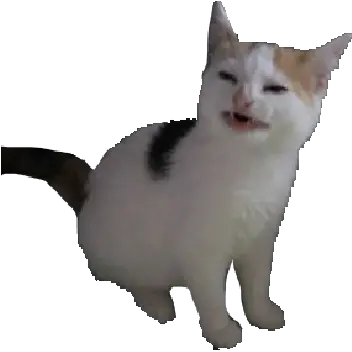 Nolikecat Discord Emoji Cat Meme Png Transparent Cat Emoji Png