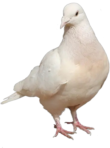 Download Hd White Doves Png Picsart Pigeon Png Hd White Doves Png