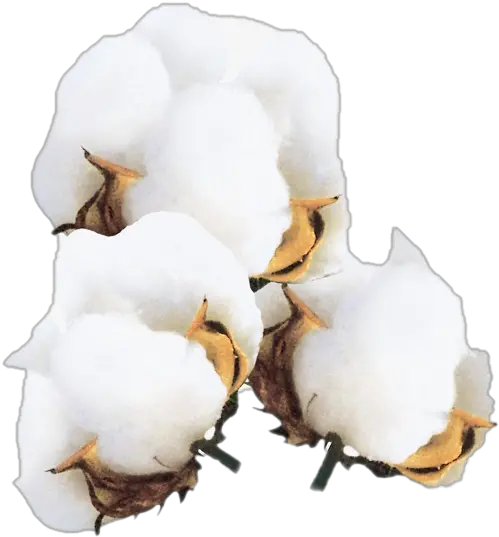 Png Images Transparent Background Transparent Cotton Flower Png Cotton Png
