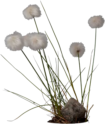 Cotton Png High Cotton Grass Transparent Background Cotton Png