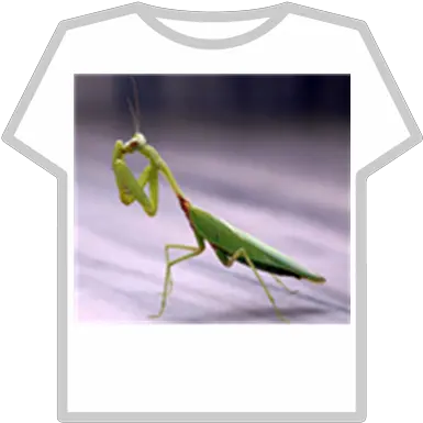 Praying Mantis Roblox Praying Mantis In A Church Png Praying Mantis Png