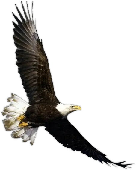 Download Flying Eagle Png Bird Fly In The Sky Png Eagle Flying Png