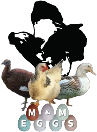 About Us Mu0026m Eggs Domestic Duck Png St Lawrence Icon