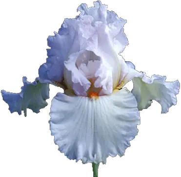 Iris White Transparent Png Transparent Background Iris Flower Png Iris Flower Png