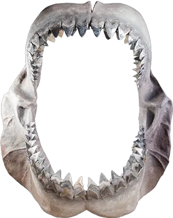 Whatu0027s Inside Ripleyu0027s Believe It Or Not Amsterdam Fang Png Shark Teeth Png
