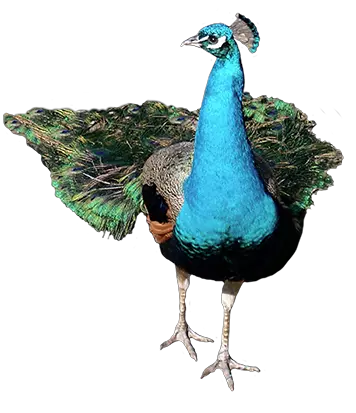 Download Front Peacock Png Image Peacock Front View Png Peacock Png