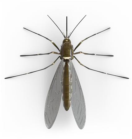 Mosquito Png Mosquito Mosquito Transparent Background