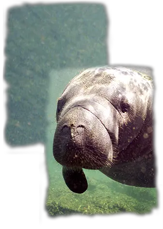 Download Hd Manatee Zoology Transparent Png Image Manatee Manatee Png