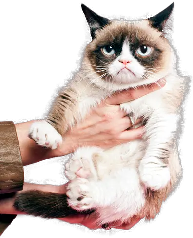 Grumpy Cat Png Grumpy Cat Prada Grumpy Cat Png