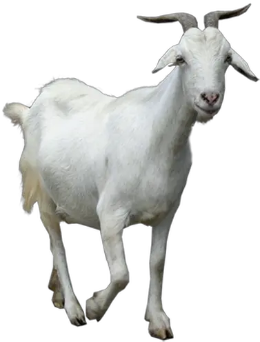 Fullscreen Page Transparent Background Goat Png Goat Png