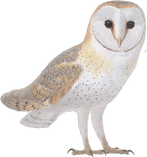 Details Barn Owl Birdguides Barn Owl Png Barn Owl Png