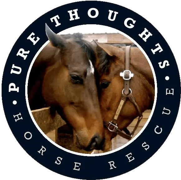 Horse Rescue Volunteer Loxahatchee Fl Pure Thoughts Social Sciences University Of Ankara Png Horse Logos