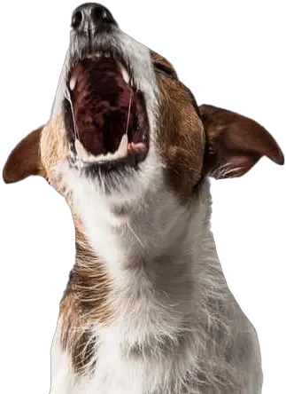 Dog Barking Png Transparent Background Real Dogs Barking Tongue Transparent Background