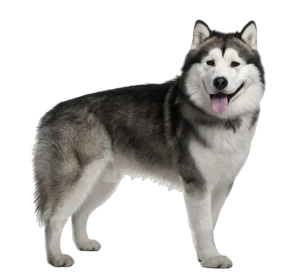 Download Husky Png Image Free German Shepherd Alaskan Malamute Husky Png