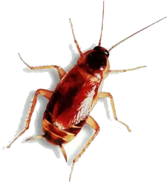 Roach Png Animal Has Six Legs Roach Png