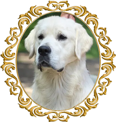 Adult Goldens Icewind Goldens Golden Retriever Png Golden Retriever Transparent