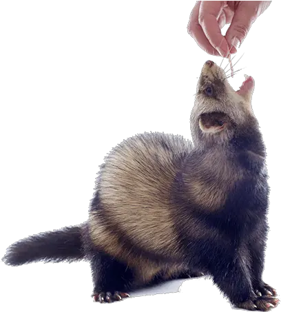 What Do Ferrets Eat Ferret Eating A Treat Png Ferret Png