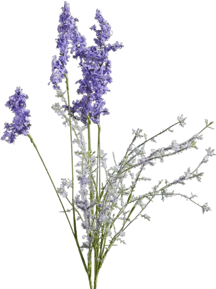 Lavender Stem Transparent Png Clipart Lavender Flower Drawing Transparent Lavender Png