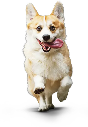 Download Corgi Dog Transparent Small Dog Png Dog Png