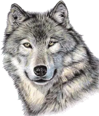 Wolf Png Realistic Wolf Face Drawing Wolves Png