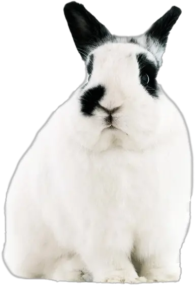 White Rabbit Png Free Pic