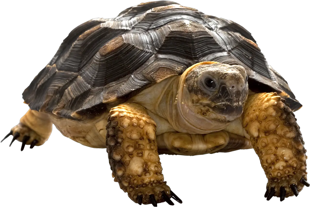 Download Turtle Png Turtle Png Tortoise Png