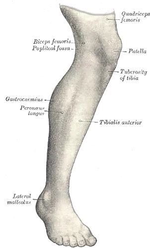 Human Leg Wikipedia Jimmy Legs Png Legs Transparent