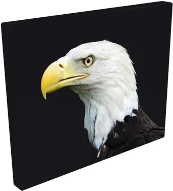 Bald Eagle U2014 Solomons Art Gallery Png Transparent